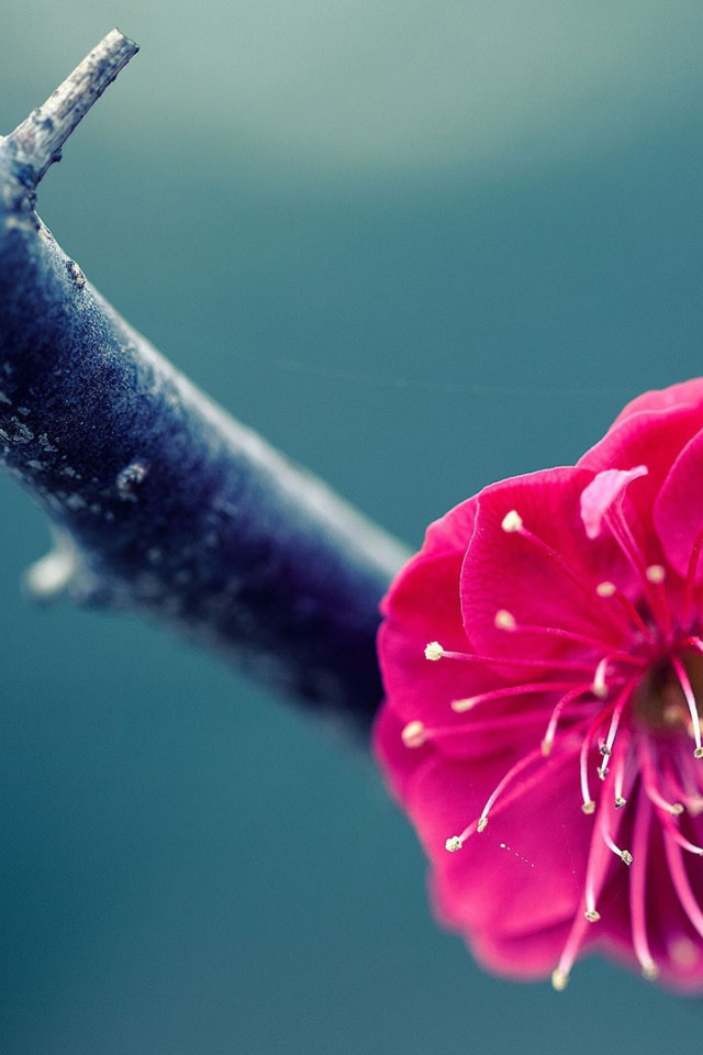 Розовый цветок на ветке