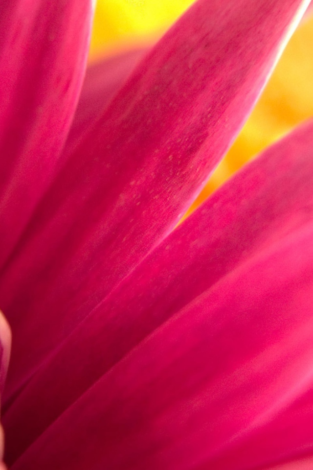 Обои с розовым цветком