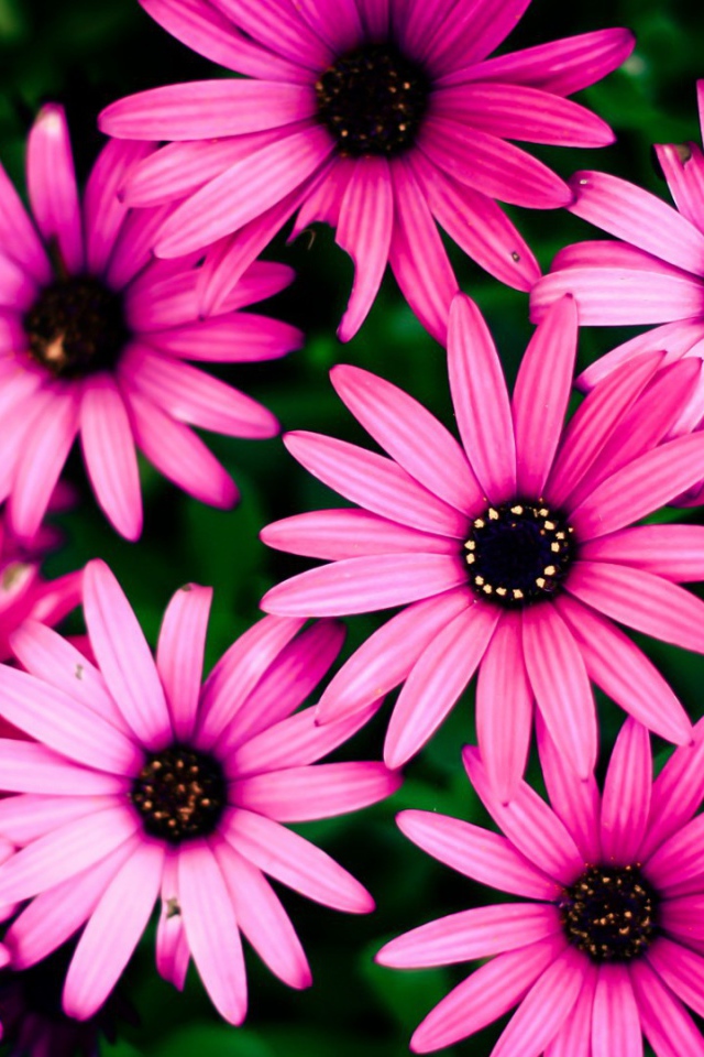 Розовые цветы на фоне зелени