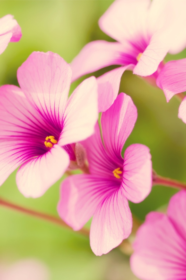 Розовые цветы вербены