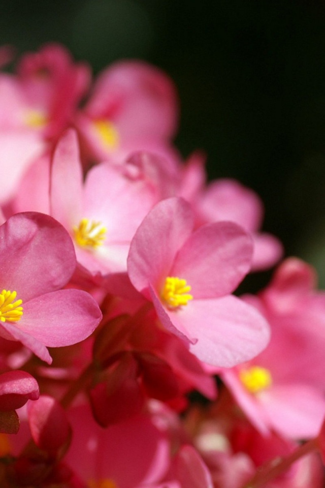 Розовые цветы с желтыми тычинками