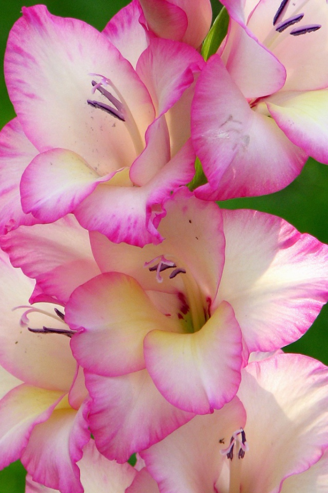 Розовые цветы гладиолуса