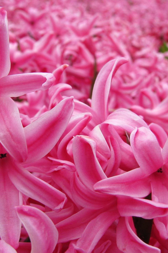 Цветок розовый гиацинт в весеннем саду