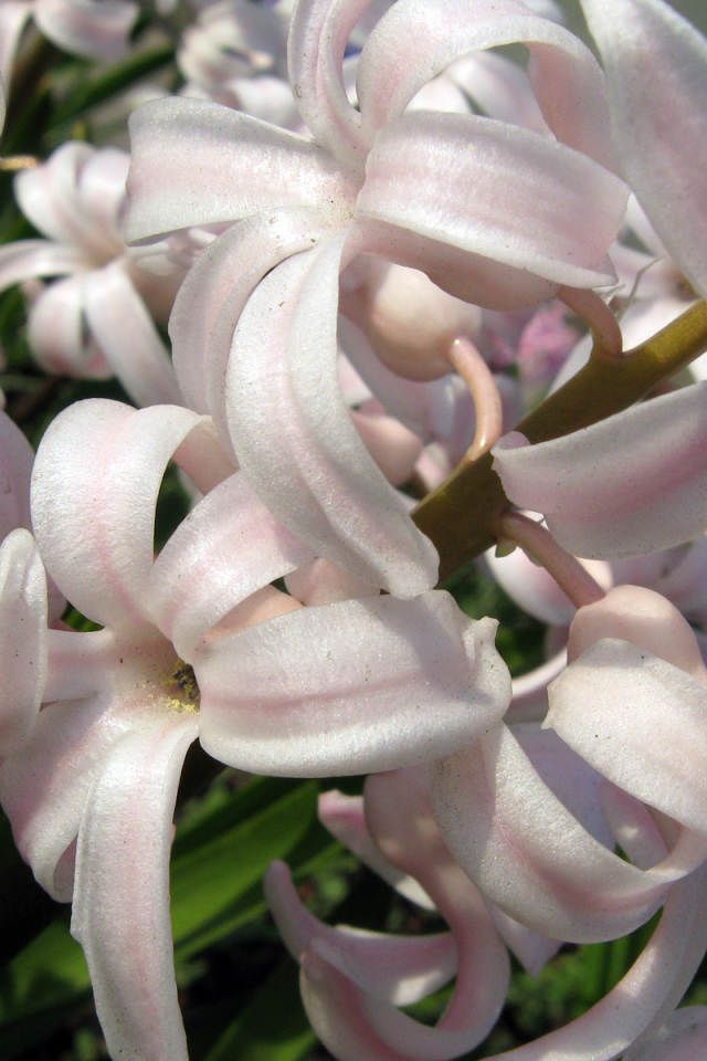 Розовый гиацинт на поляне