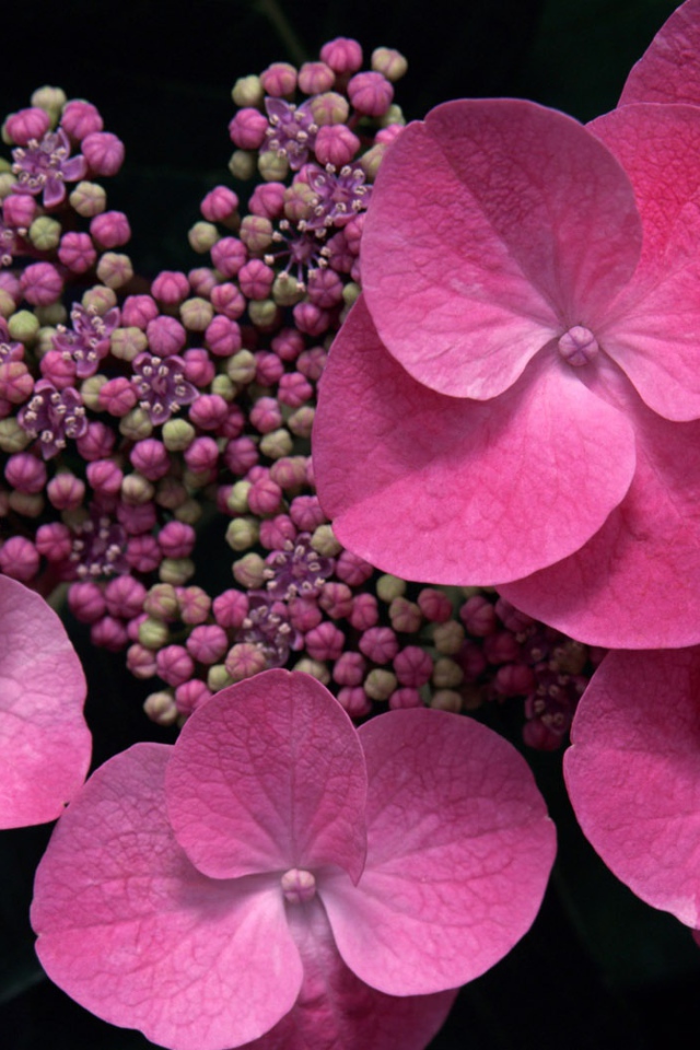 Розовый в тени