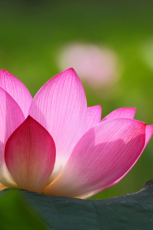 Розовая лилия