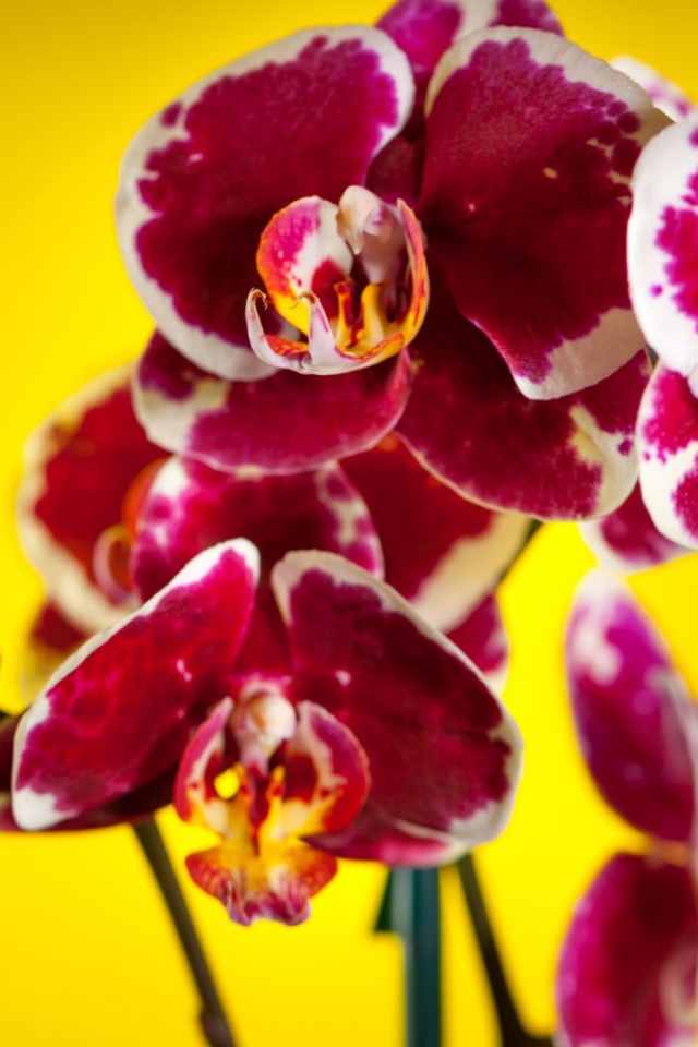 Розовые орхидеи