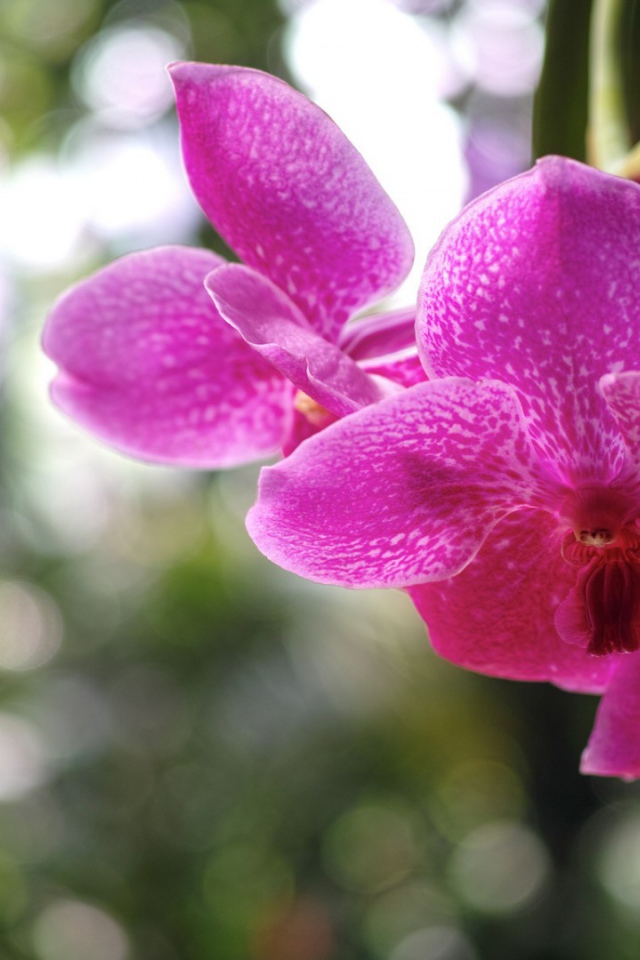 Розовая орхидея