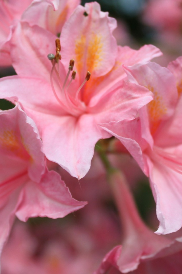 Розовые орхидеи