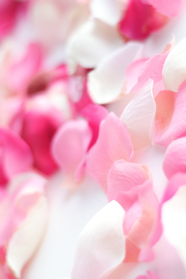 Розовые орхидеи