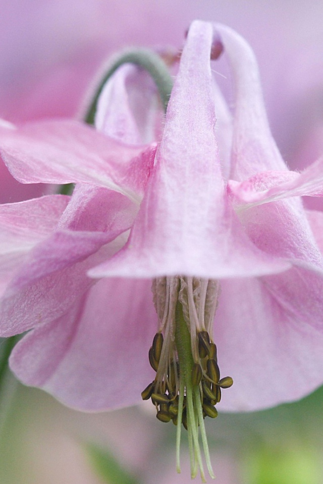 Pозовые лепестки