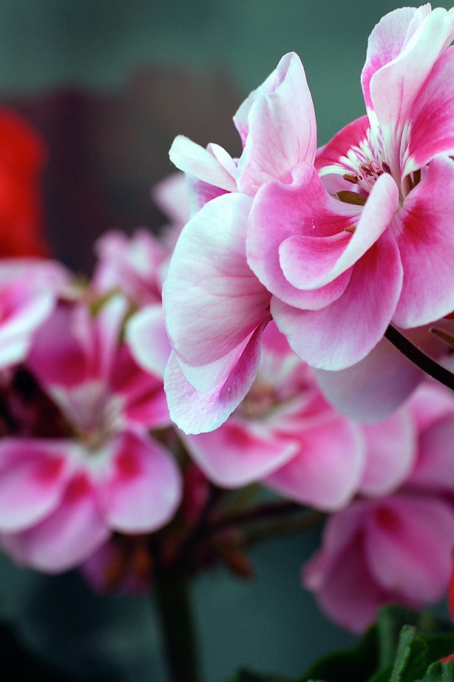 Красные и розовые цветы