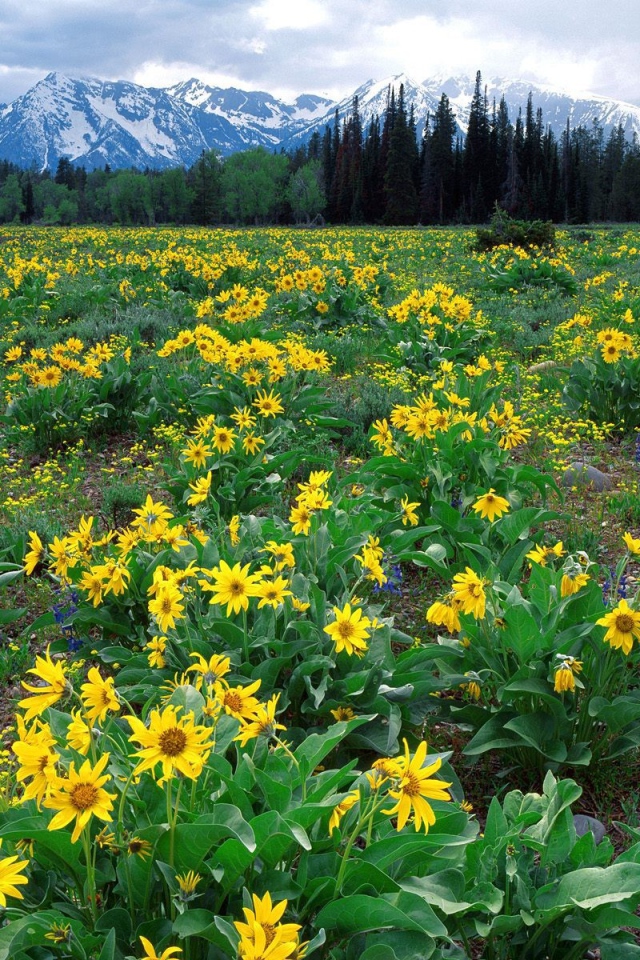 Плантация желтых цветов