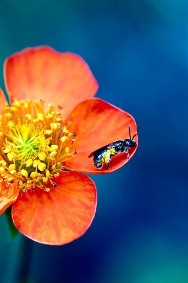 Фото пыльцы