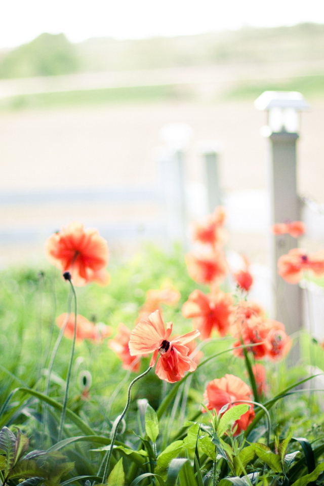 Маки у забора