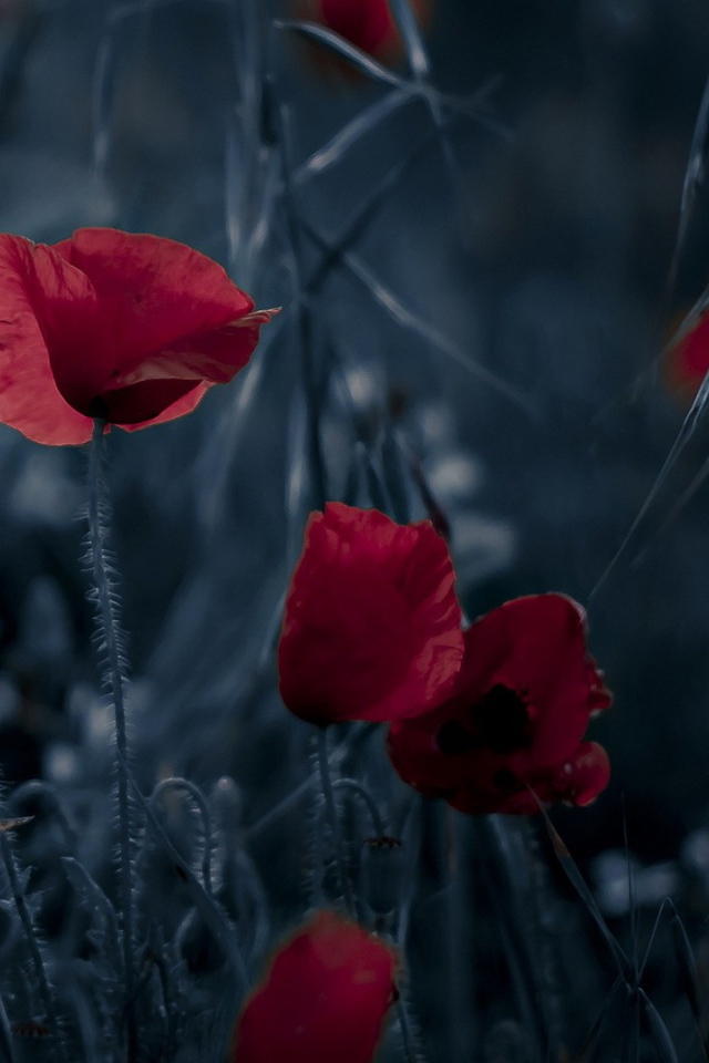 Маки на ночном поле