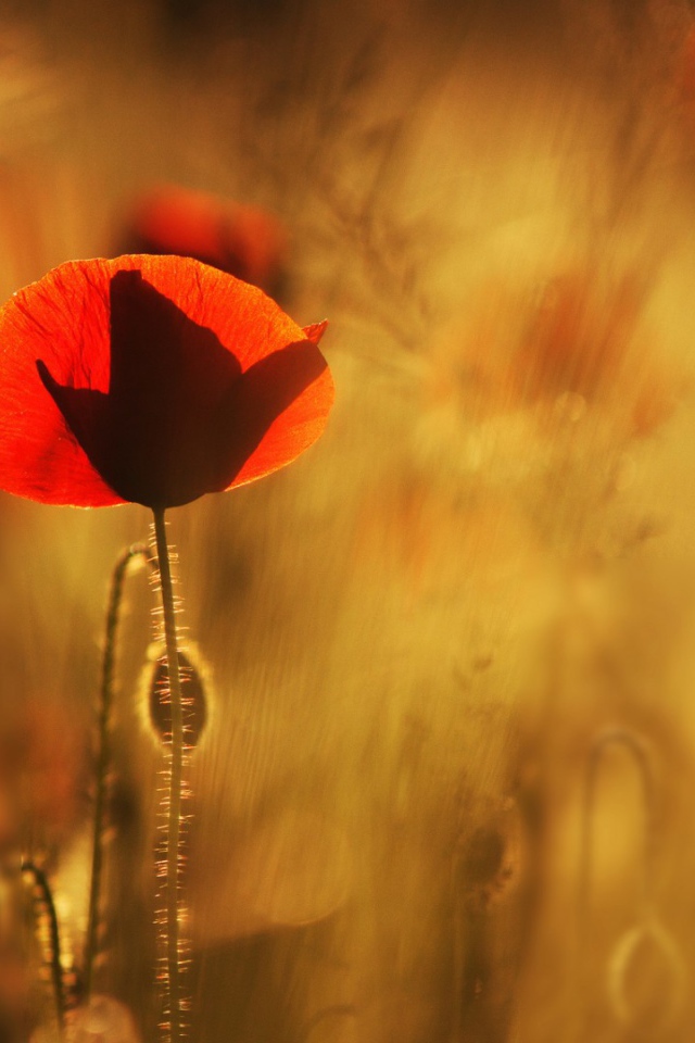 Маки в лучах солнца