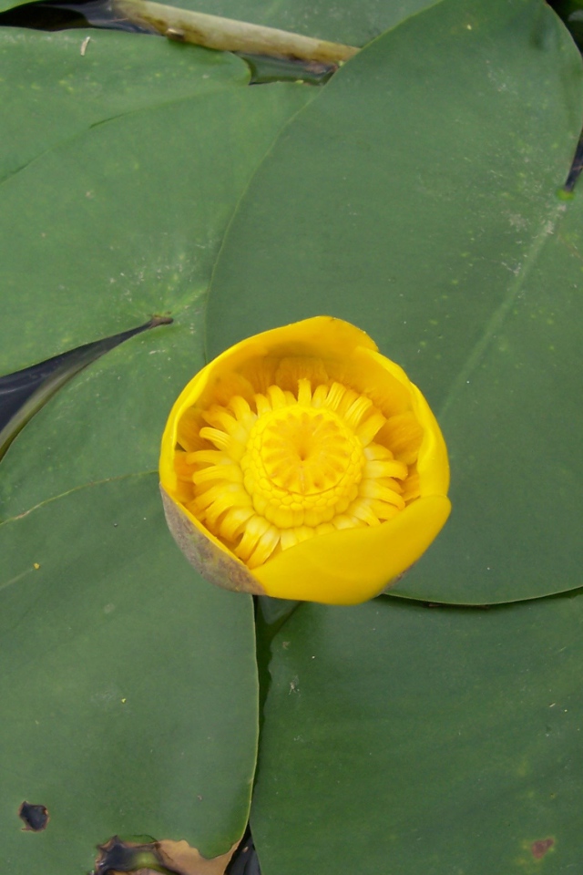 Кубышка красивый цветок