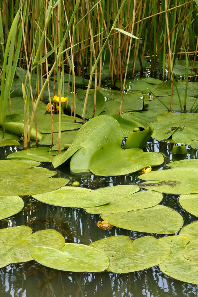 Растение кубышка на болоте