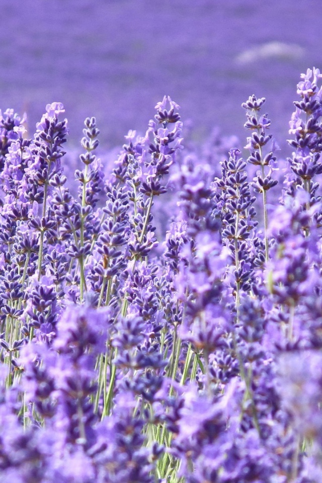 Cтепная трава