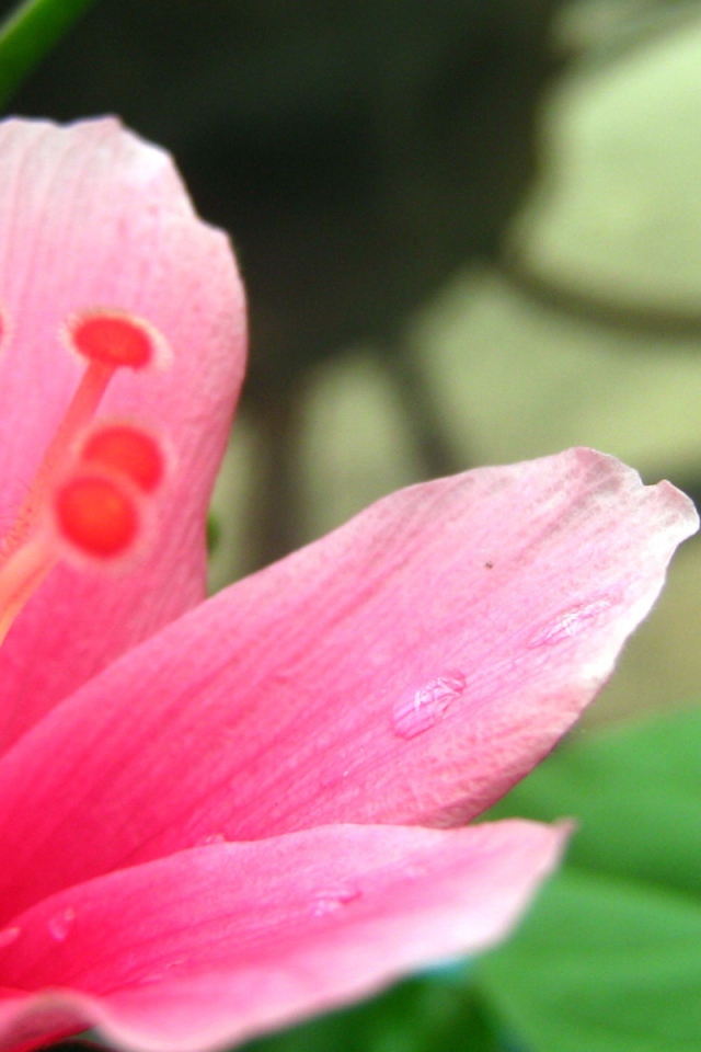 Нетронутый цветок