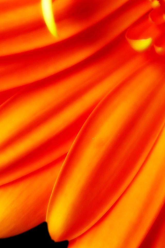 Большой оранжевый цветок