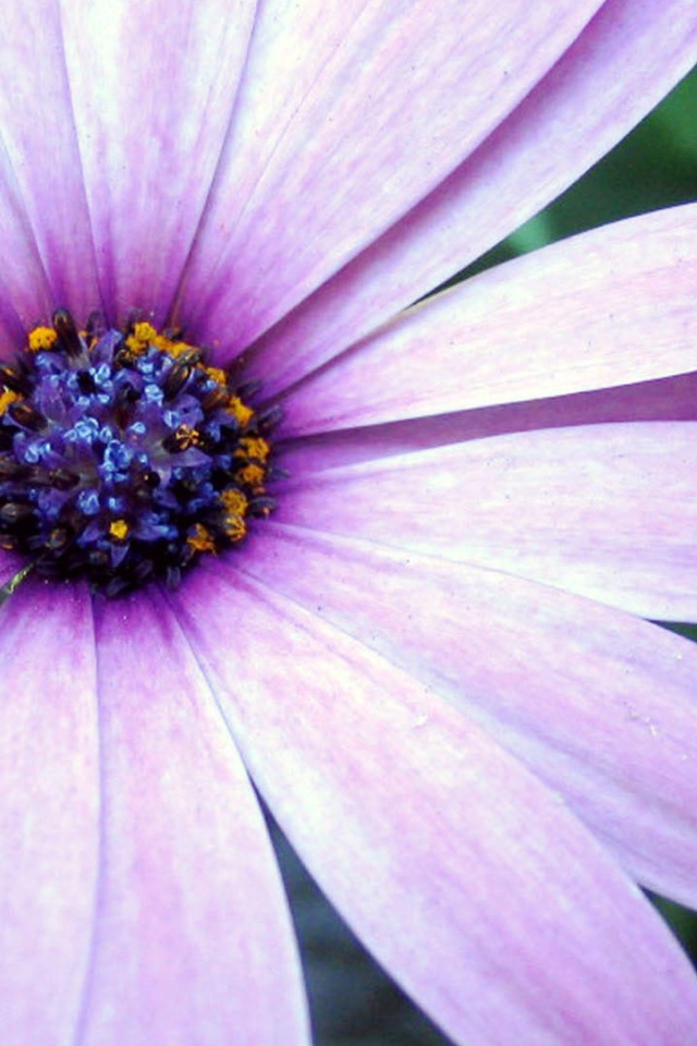 Сиреневая астра