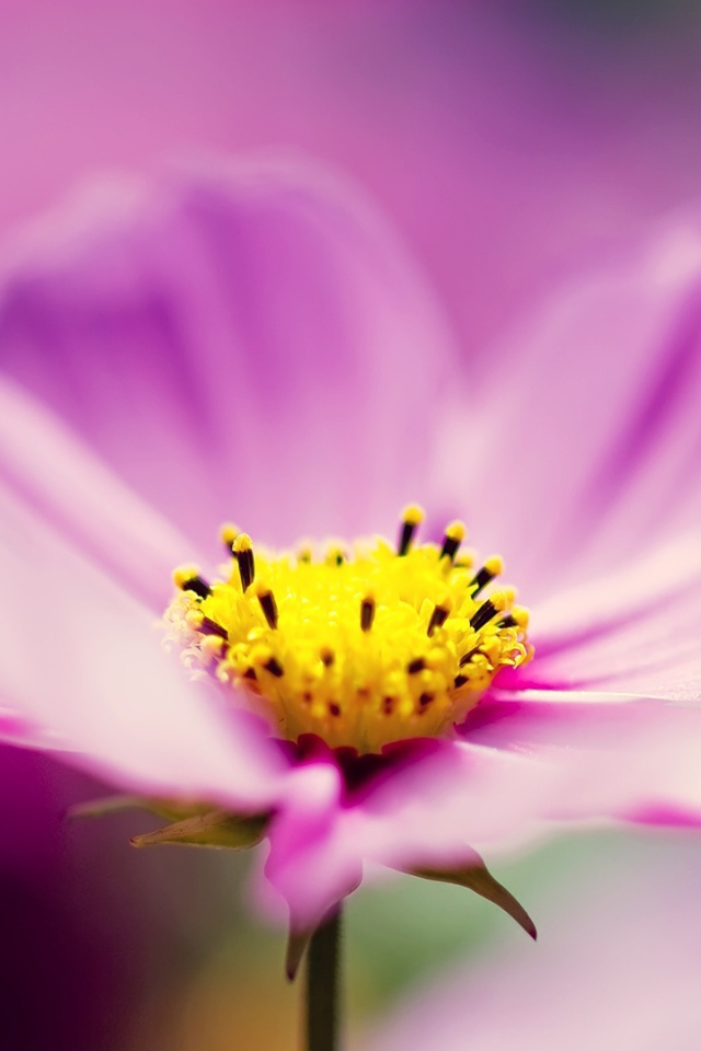 Сиреневые космические цветы