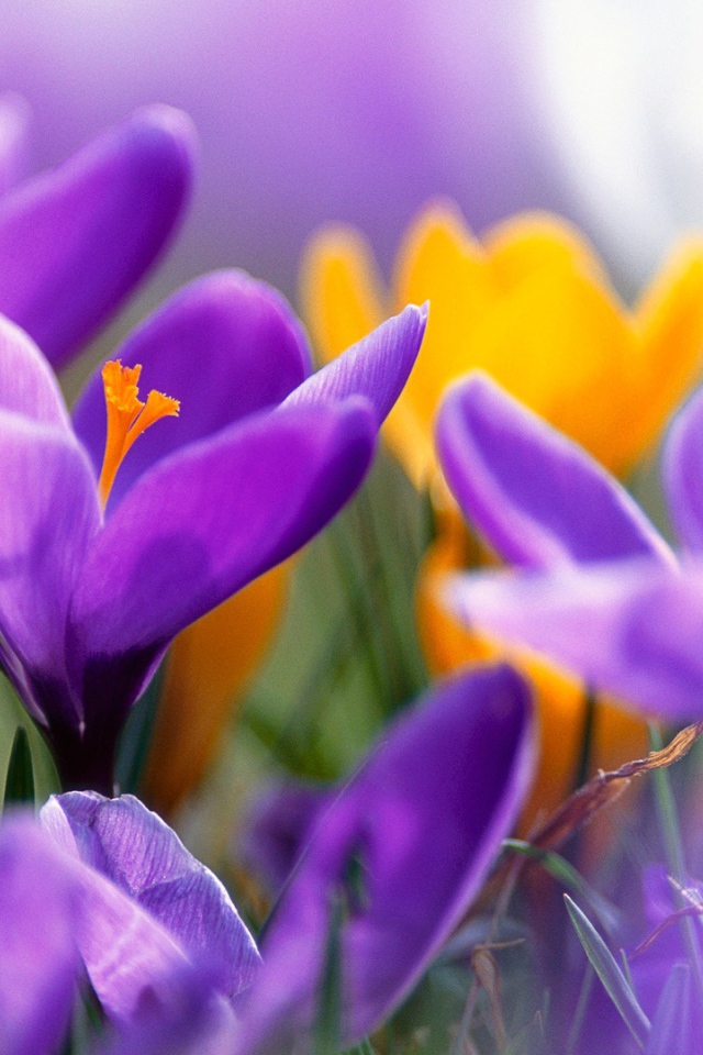 Сиреневые крокусы