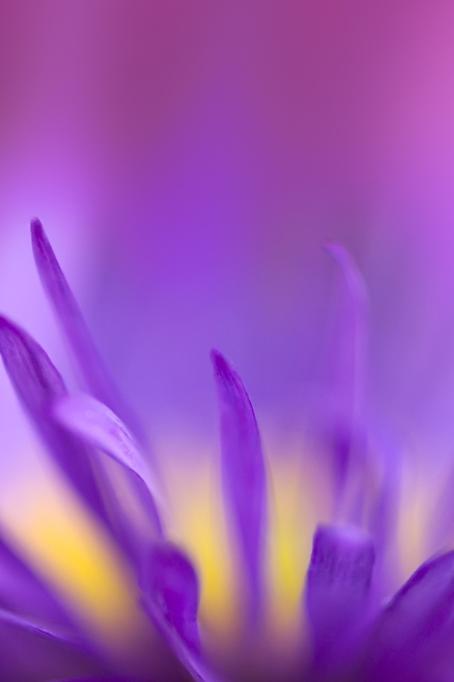 Фиолетовое пламя