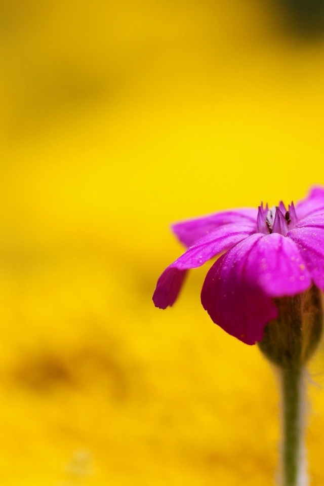 Фиолетовый цветок на жёлтом