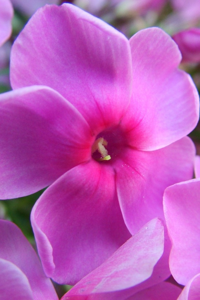 Фиолетовые цветы