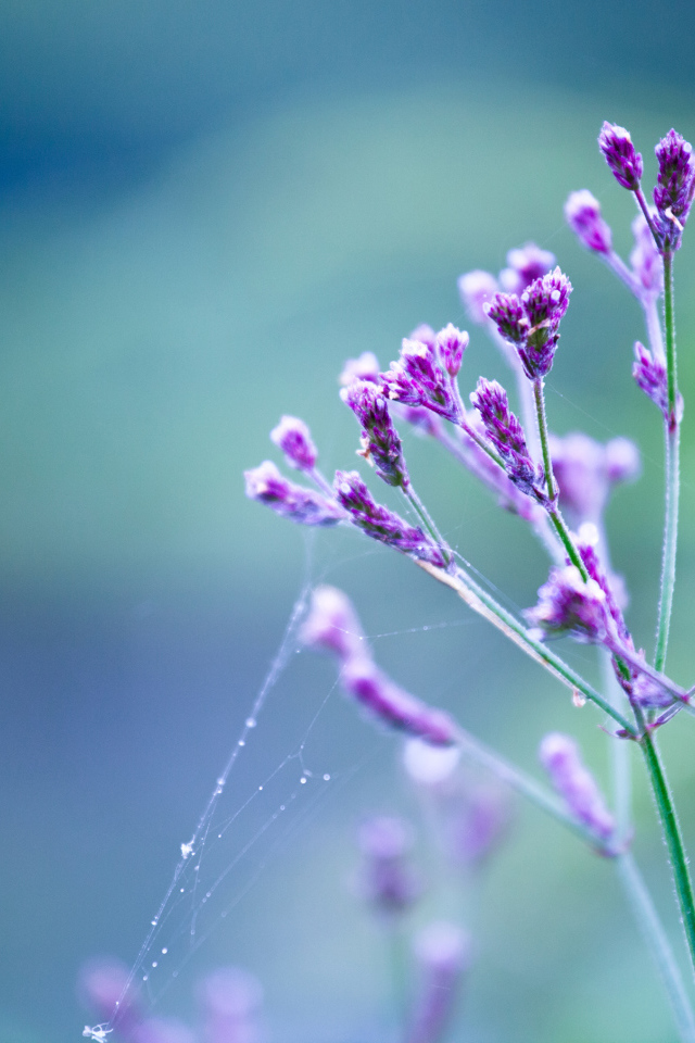 Сиреневые цветы с паутиной