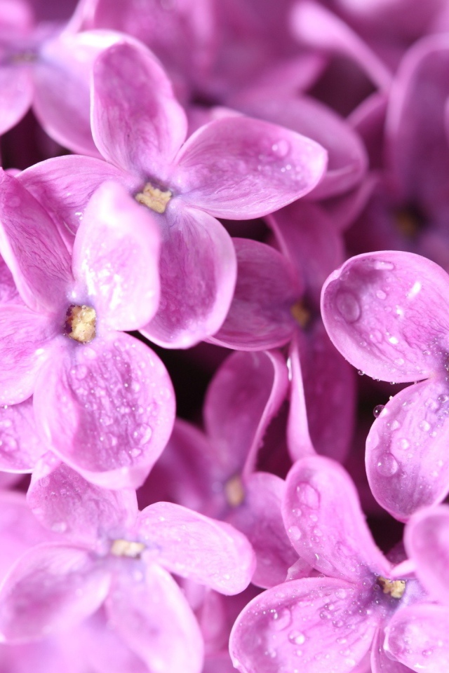 Сиреневые цветы с каплями