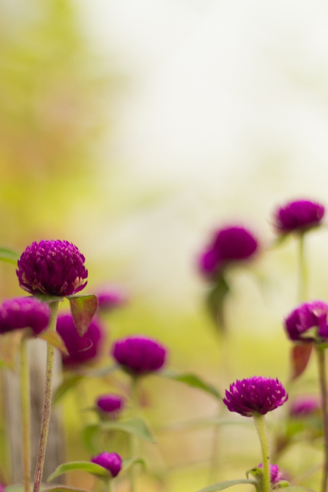 Фиолетовые садовые цветы