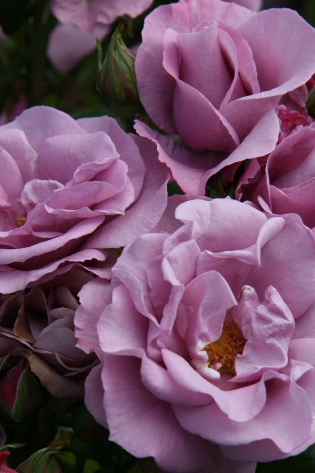 Садовые фиолетовые розы