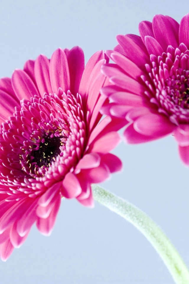 Фиолетовые герберы