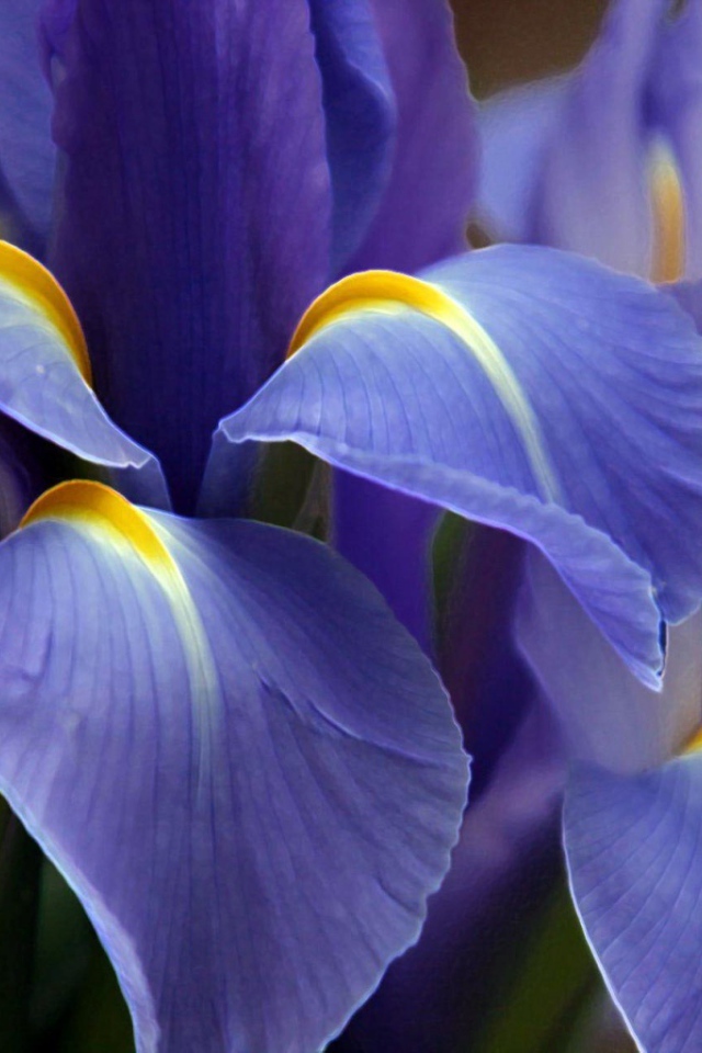 Великолепный фиолетовый цветок