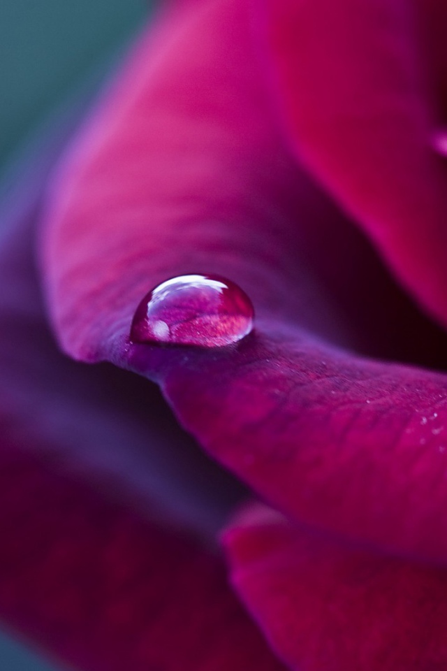 Фиолетовая роза и капелька дождя