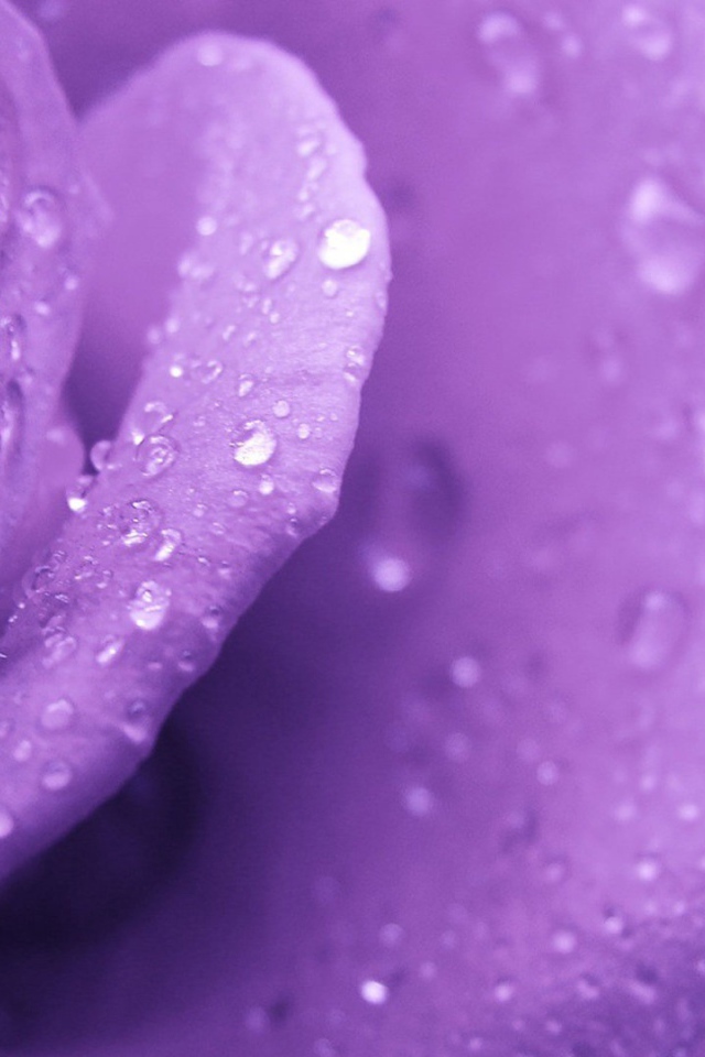 Фиолетовая роза и капельки воды