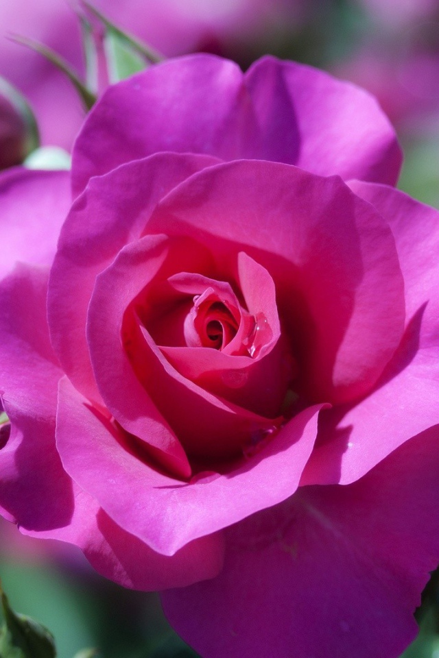 Фиолетовая роза распускается