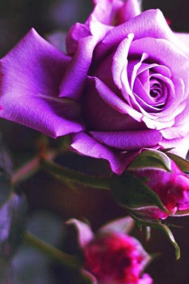 Фиолетовая роза расцвела