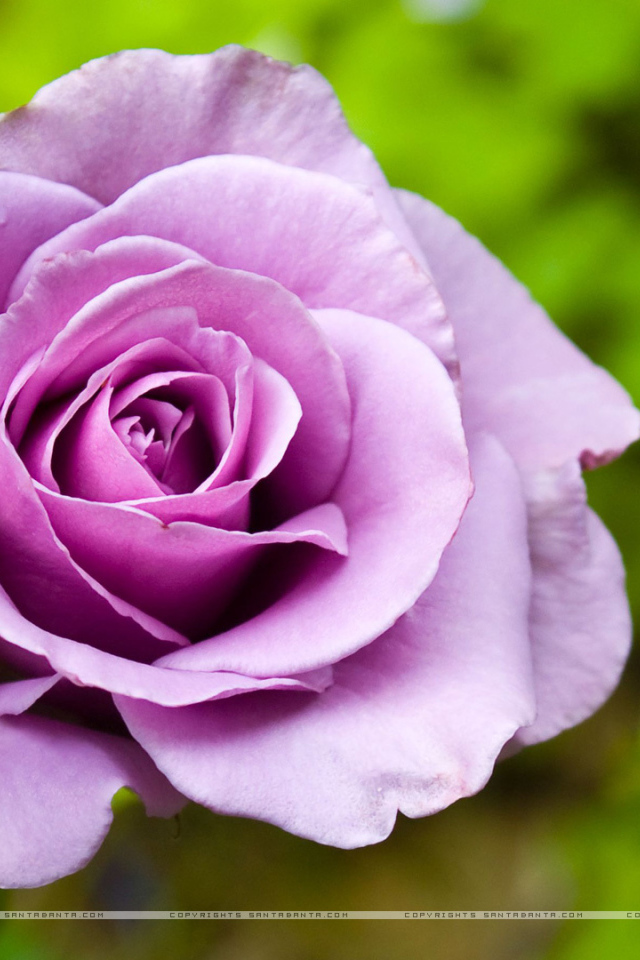 Фиолетовая роза в клумбе на фоне зелени