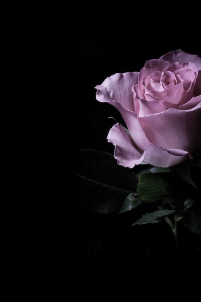 Фиолетовая роза в темноте