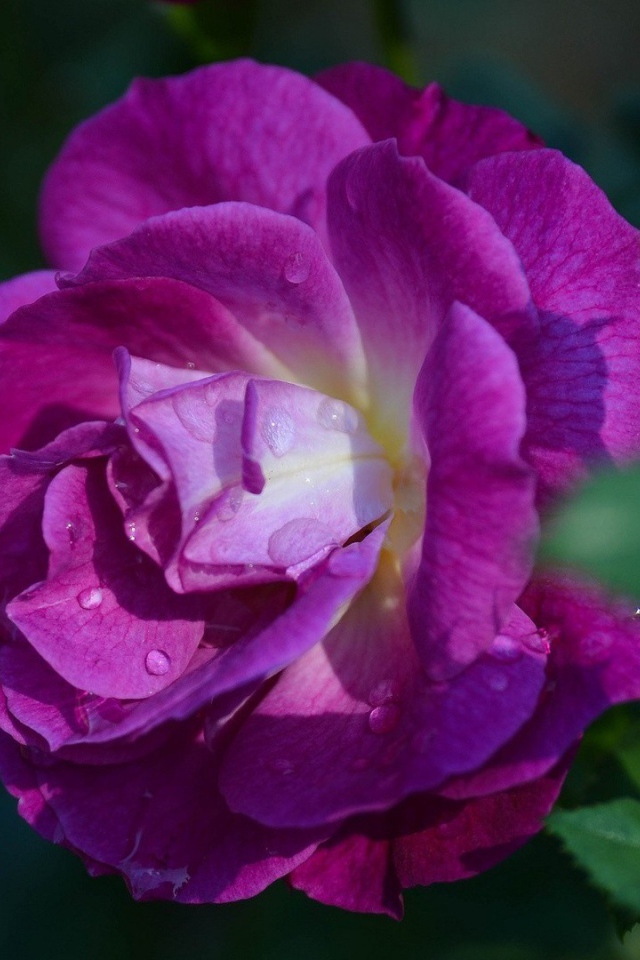 Фиолетовая роза в саду у дома