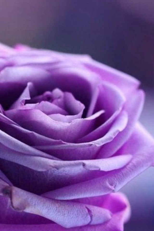 Фиолетовая роза на фиолетовом фоне