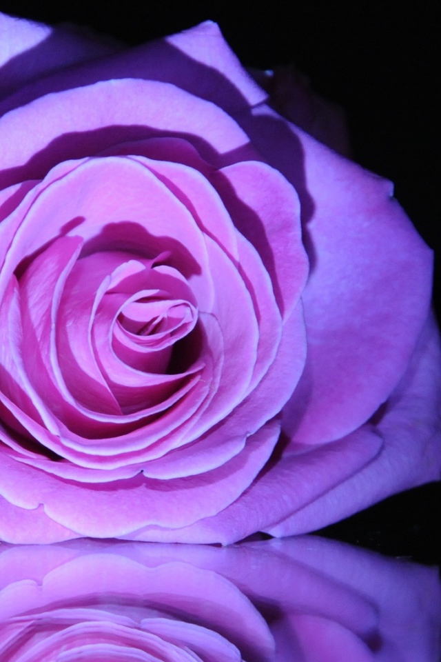 Фиолетовая роза на зеркальном столе