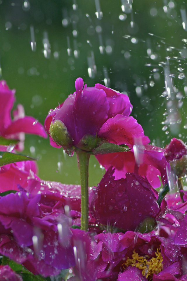 Фиолетовые розы под дождём