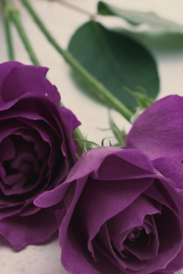 Фиолетовые розы на светлом столе