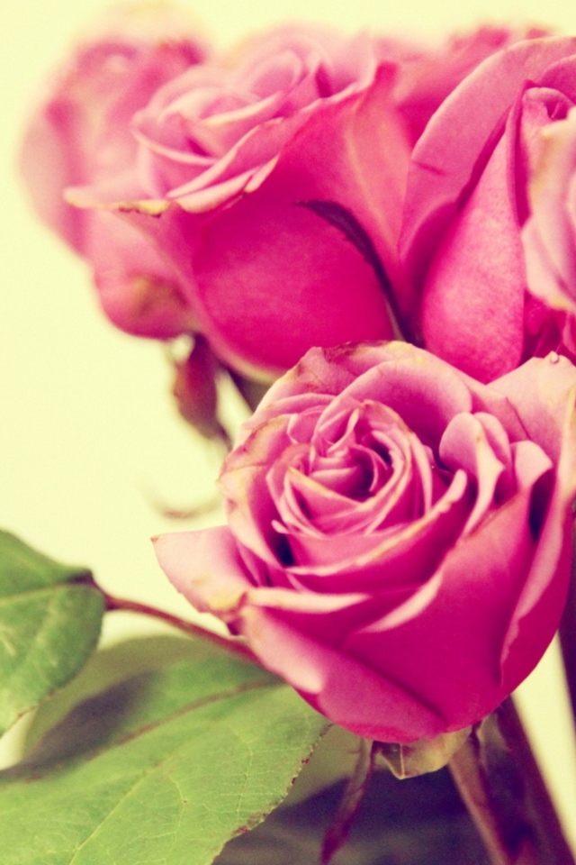 Фиолетовые розы на жёлтом фоне